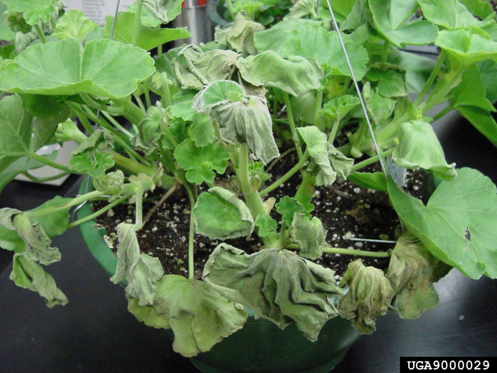 Potted geranium plant with wilted leaves.