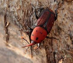 Red Palm Weevil adult on the bark of a tree.