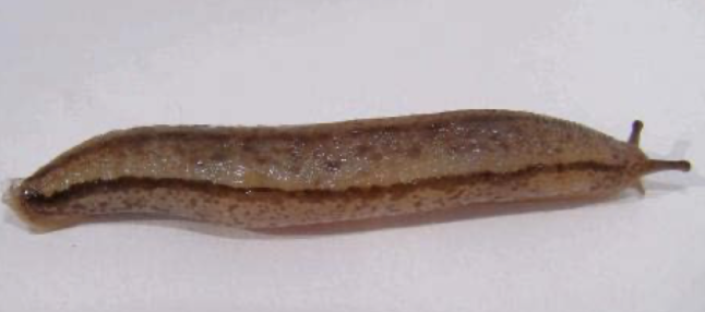 Adult Meghimatium pictum on a white surface.