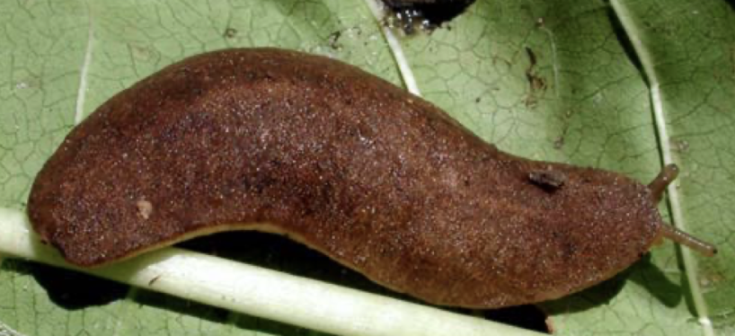 Leatherleaf slugs on a leaf.