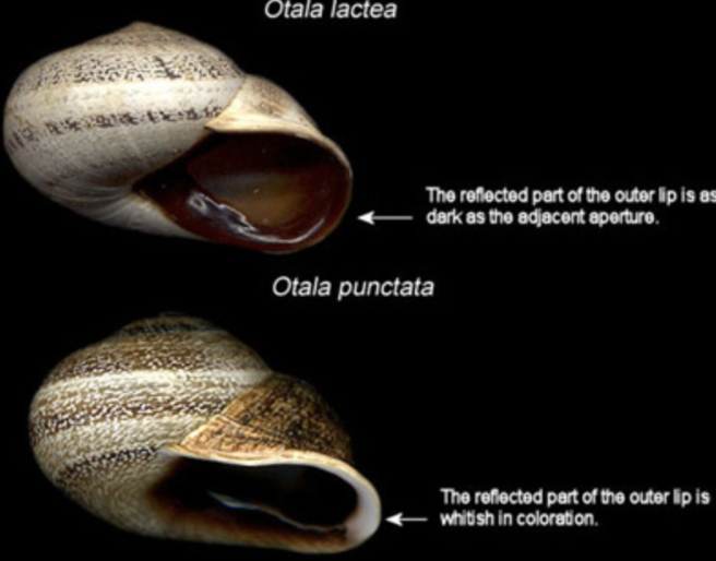 Side by side comparison of Otala lactea and Otala punctata shells.