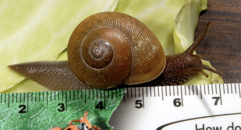 A rulear measuring the length of a Cuban tree snail. The snail is approximately 5.5 inches long.