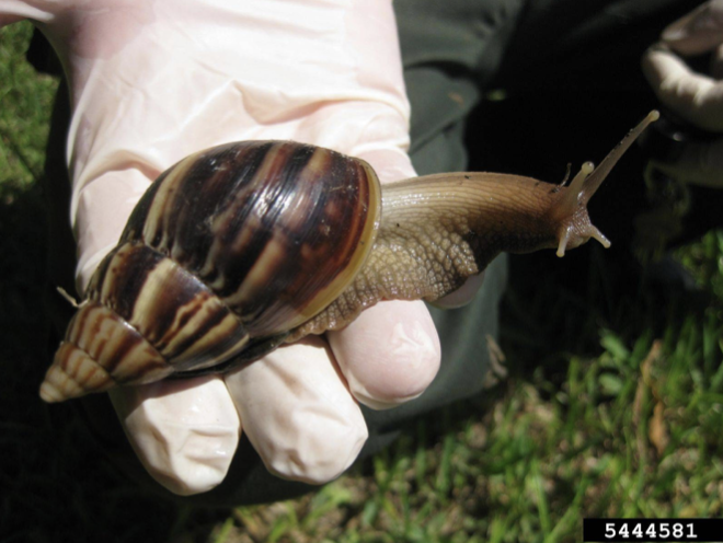 A gloved hand holding a Giant African land snail.