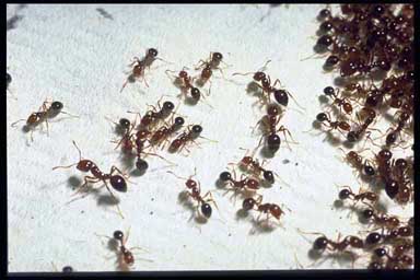 Numerous RIFA ants crawling over a white surface.