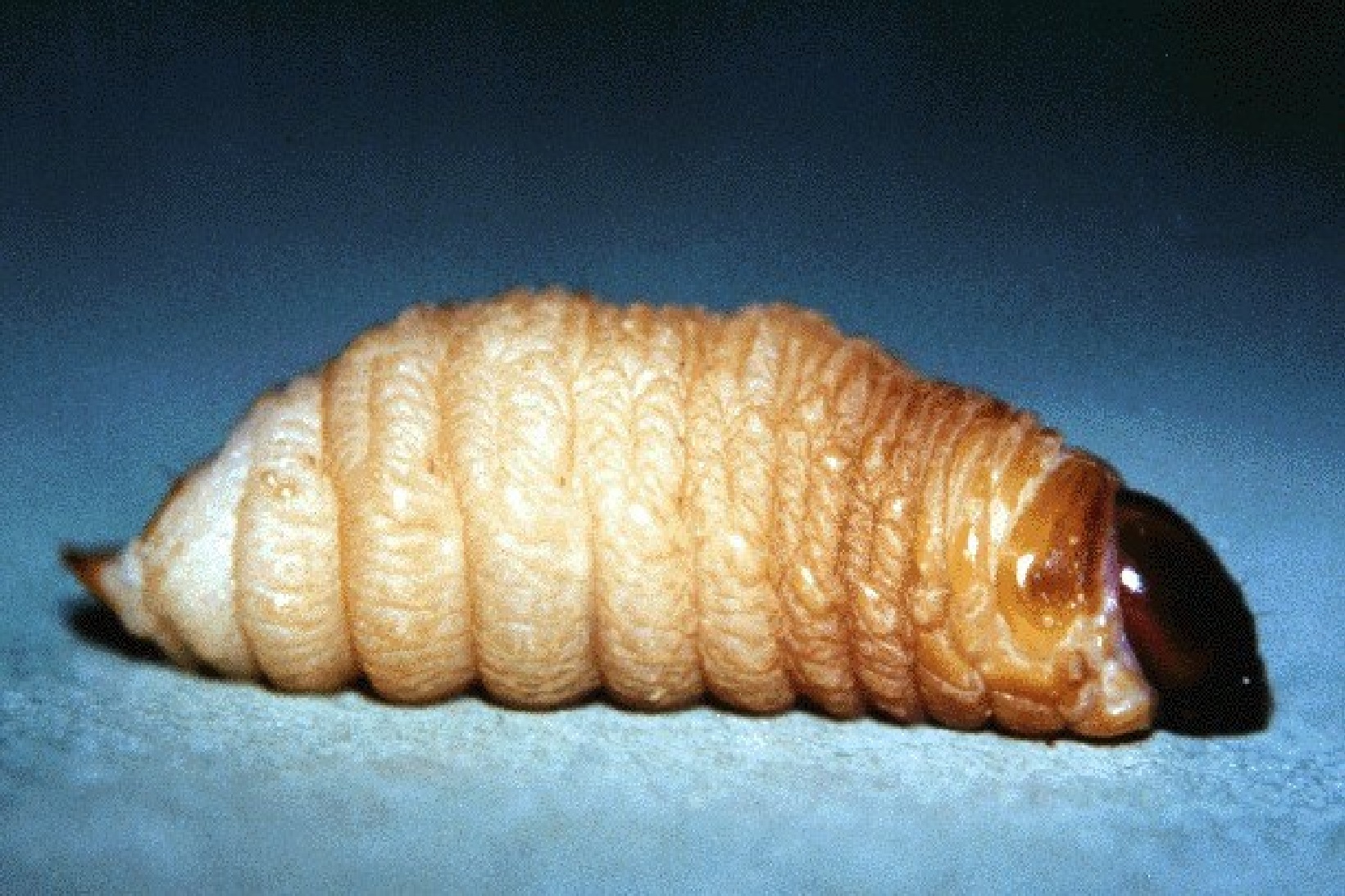Close-up of the larva.