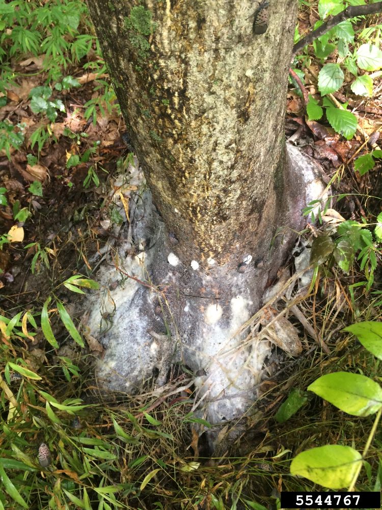 Sooty mold growing at the base of a tree.