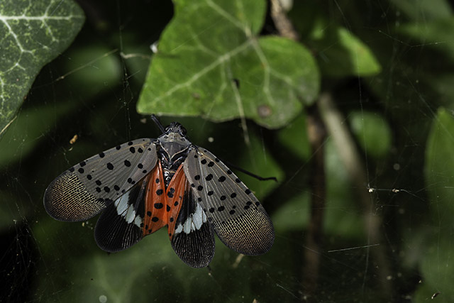 Adult spotted lanternfly resting on a leaf.