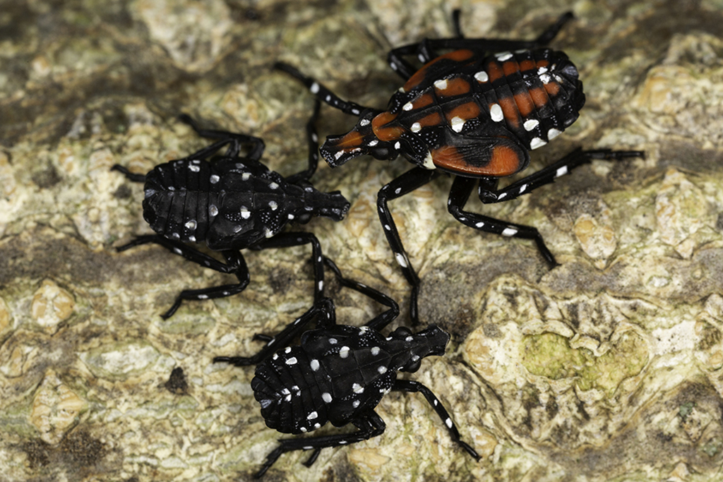 Early and final instar nymphs of spotted lanternfly on bark.
