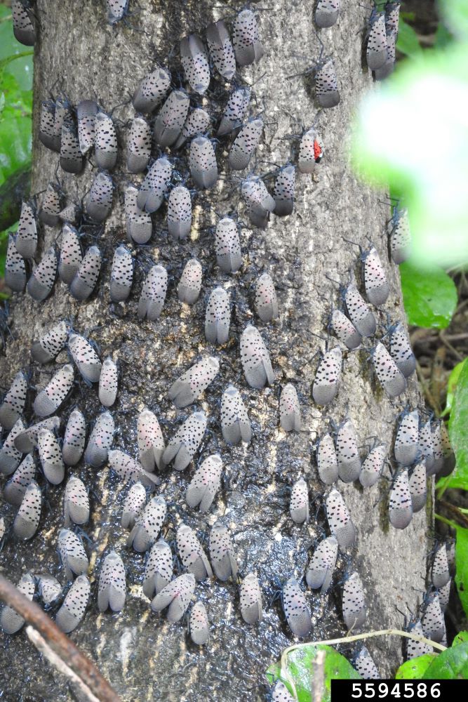 Adults of spotted lanternfly clustered on the trunk of a tree.