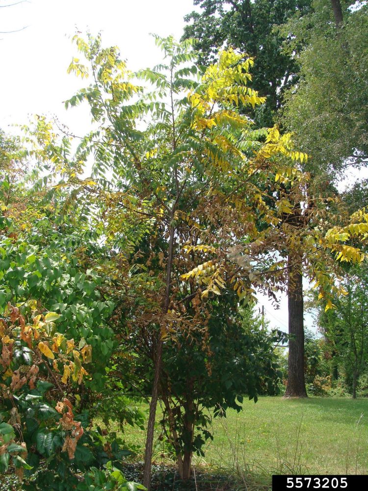 A tree with yellowing leaves due to Spotted Lanternfly feeding.