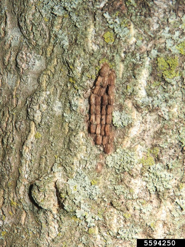 Ring of spotted lanternfly eggs on bark.