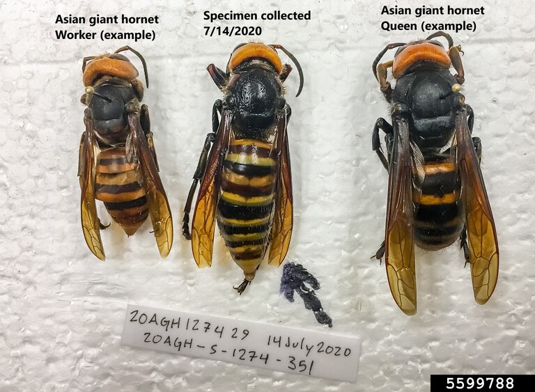 Pinned Asian giant hornet worker and queens.