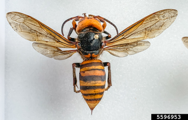 Pinned Asian giant hornet adult with wings spread.