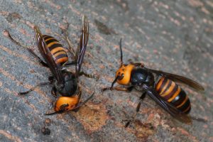Two adult Asian giant hornets on the bark of a tree.