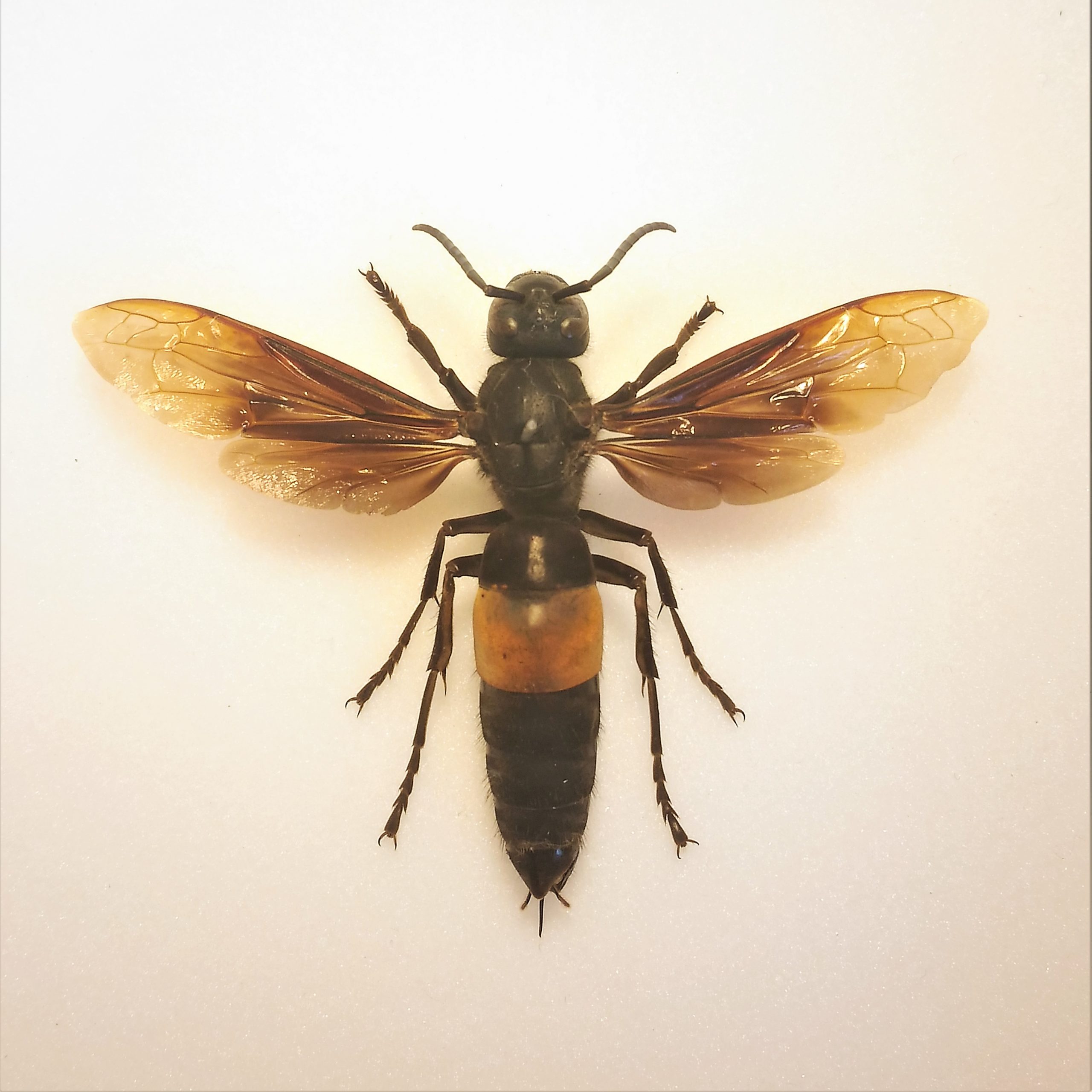 Pinned specimen of a greater banded hornet.