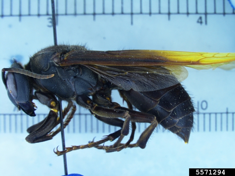 Pinned specimen of a greater banded hornet against a ruler.