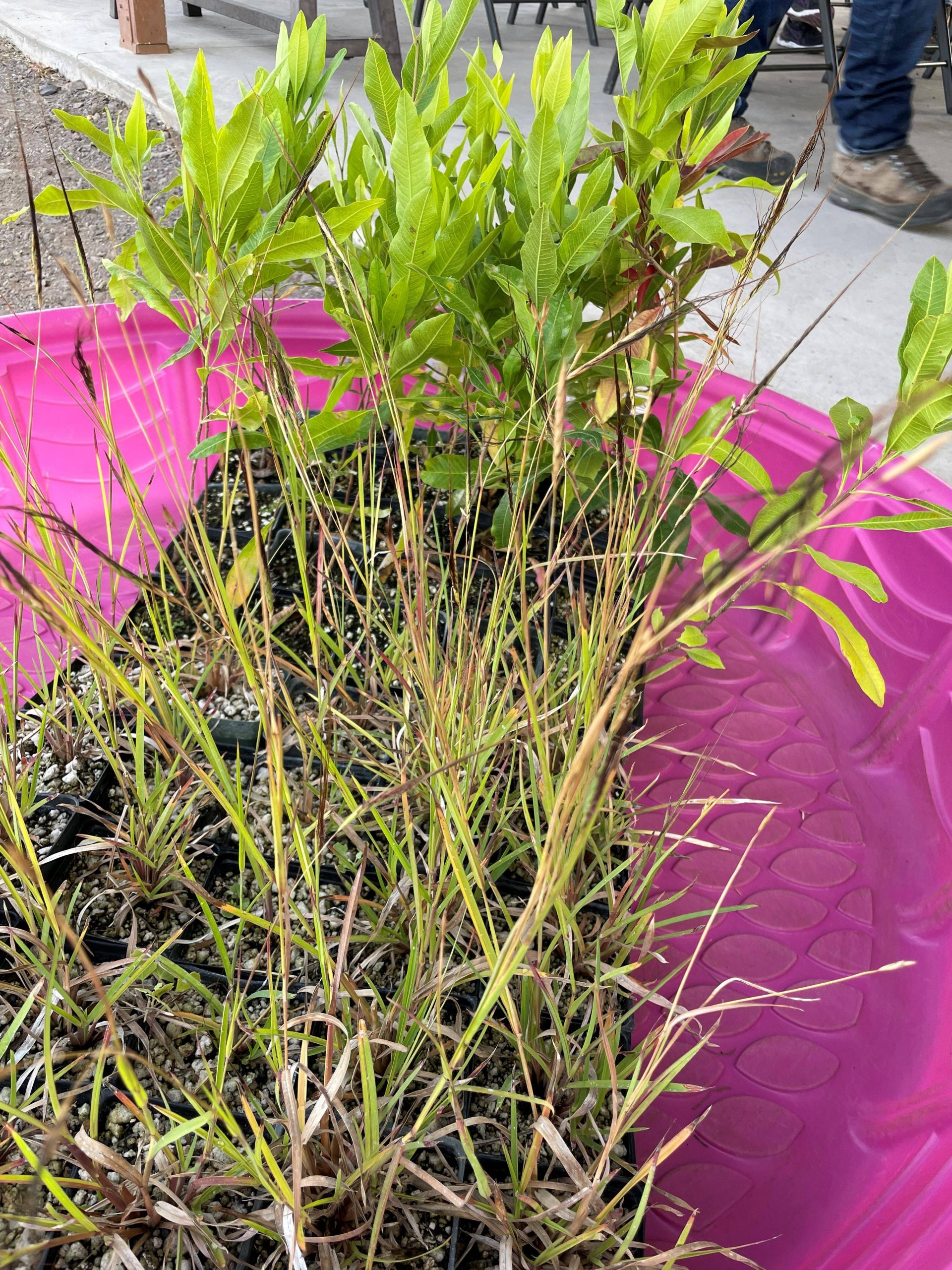 For windy and dry Waikōloa, we brought pili grass and ʻaʻaliʻi seedlings