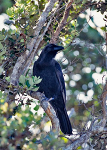 The ʻAlalā are slowly being returned to the wild. 