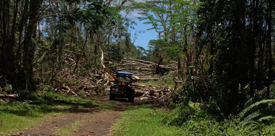 invasive albizia