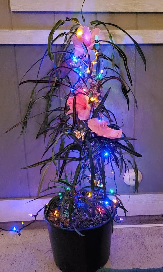 alternative Christmas tree
