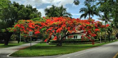 royal poinciana a pono tree with red flowers