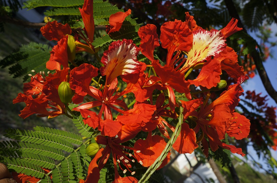 royal poinciana has red and orange flowers