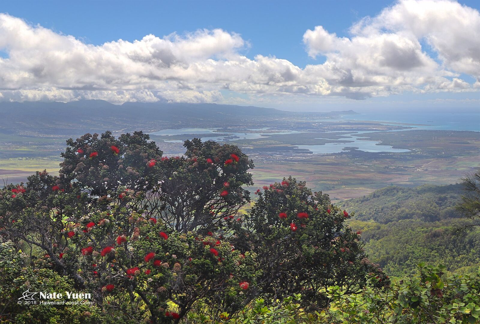 Large ohia tree overlooking peninsula