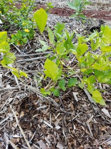 hairy crab weed