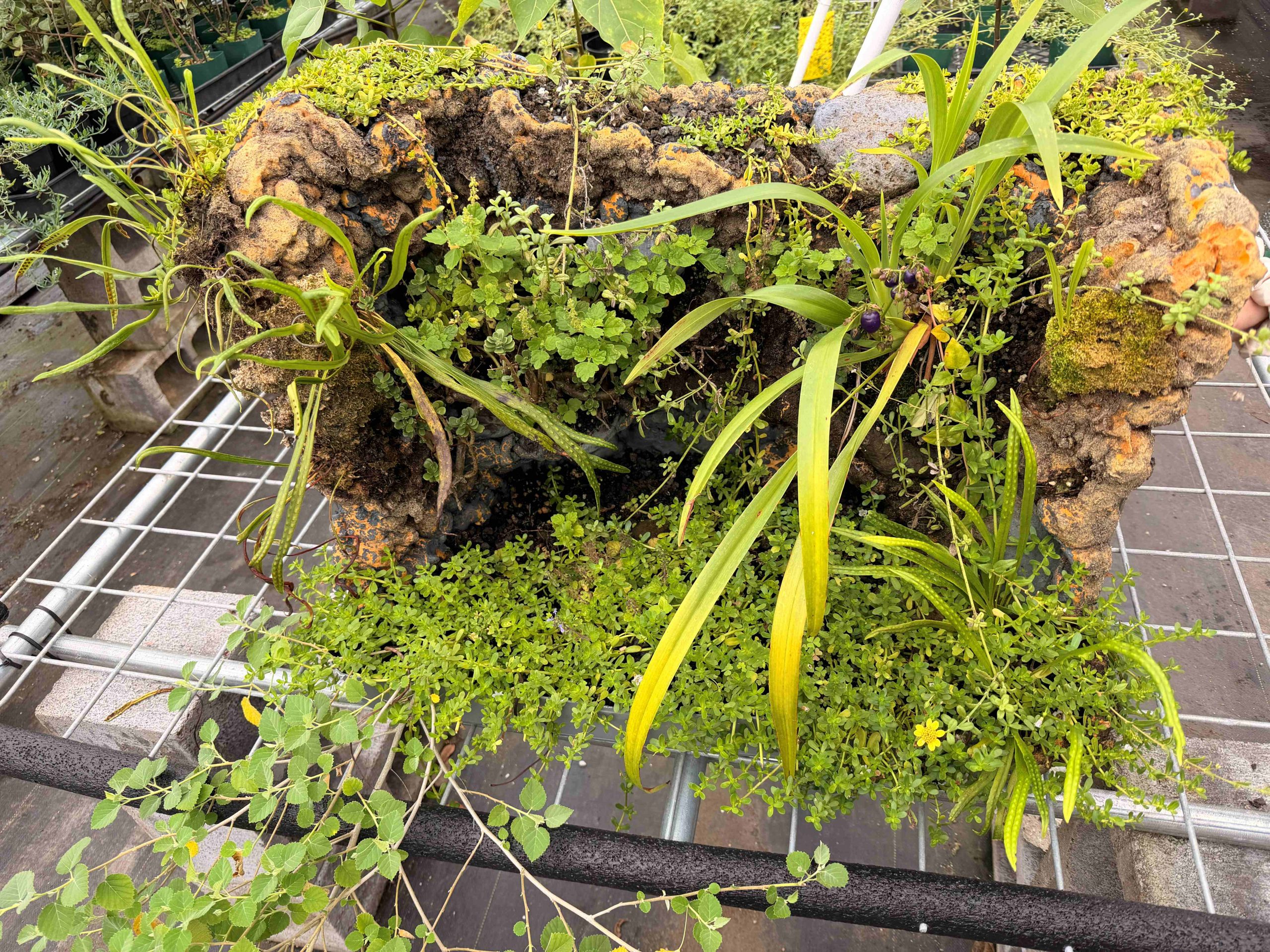 Closeup of tabletop garden that is explained in text.