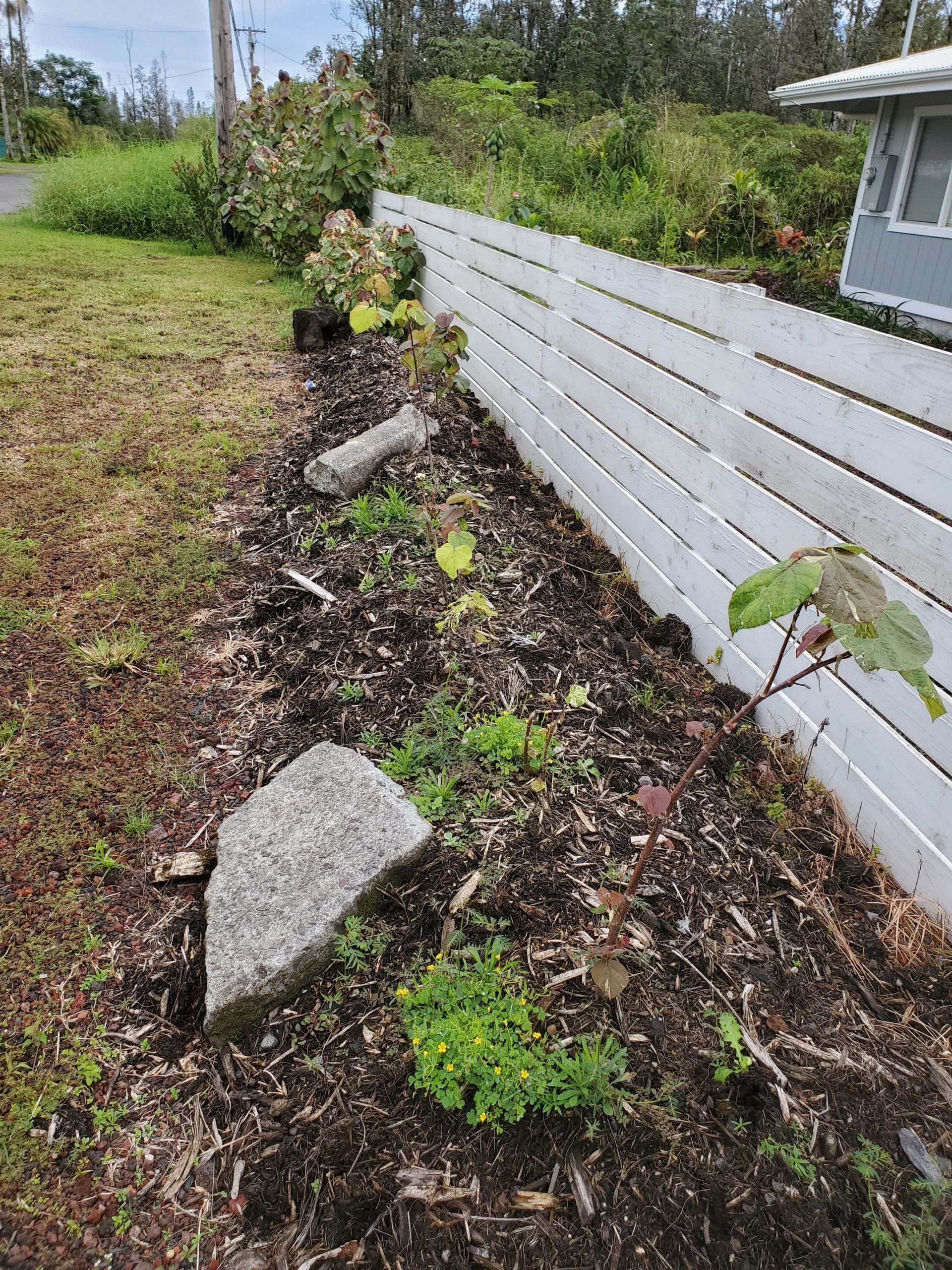 hau cuttings in 2020