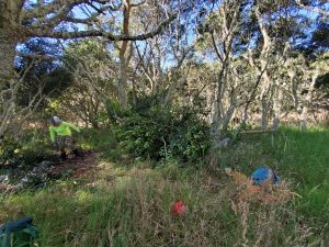 invasive holly