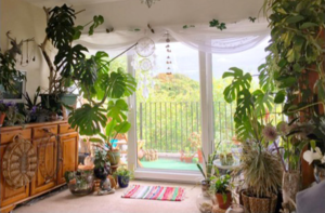 Indoor area decorated with plants