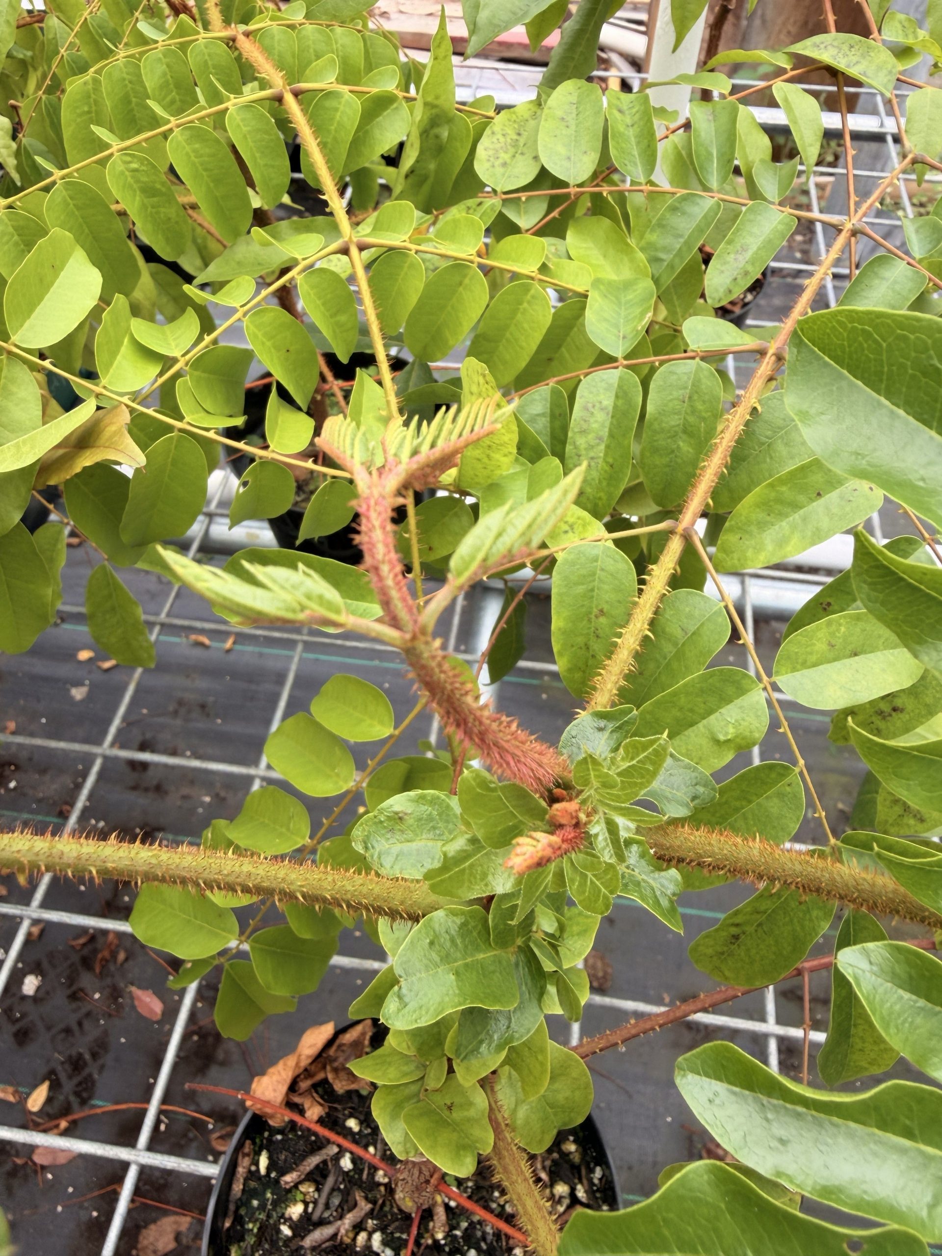Closeup of kakalaioa new growth, which is covered in thorns. Plant is growing pot and compound leaves in background.