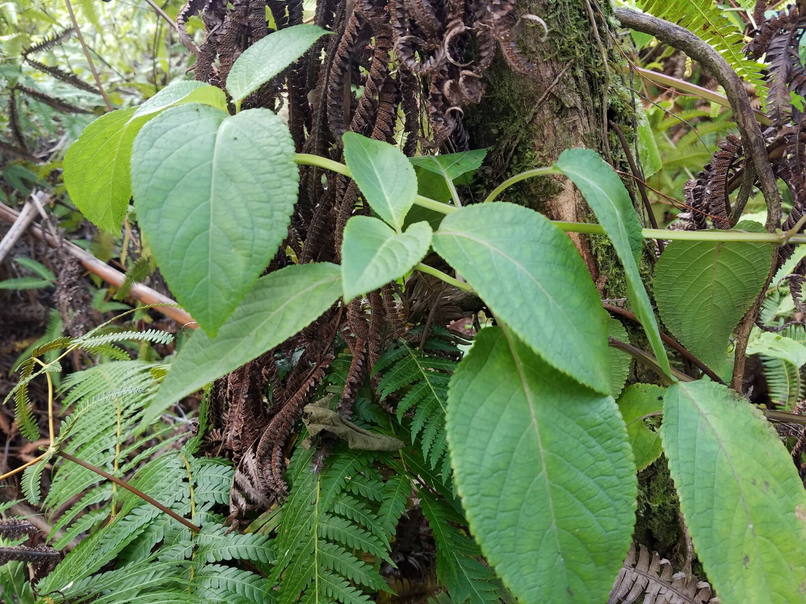 Large leaf mint tree in forest