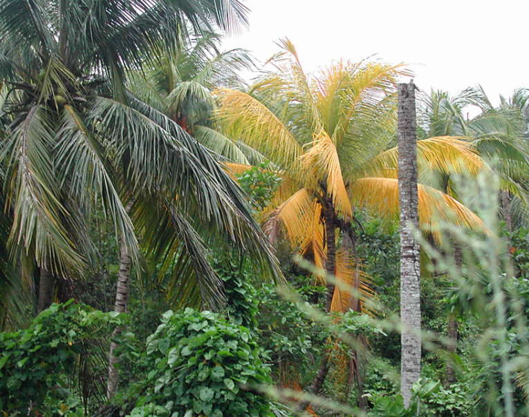 Coconut palm displaying lethal palm yellowing.