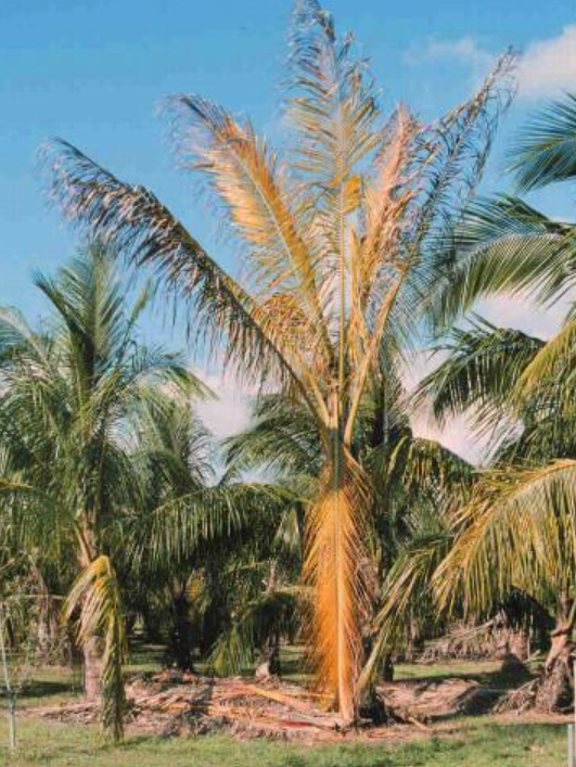 Coconut palm cown turning yellow.
