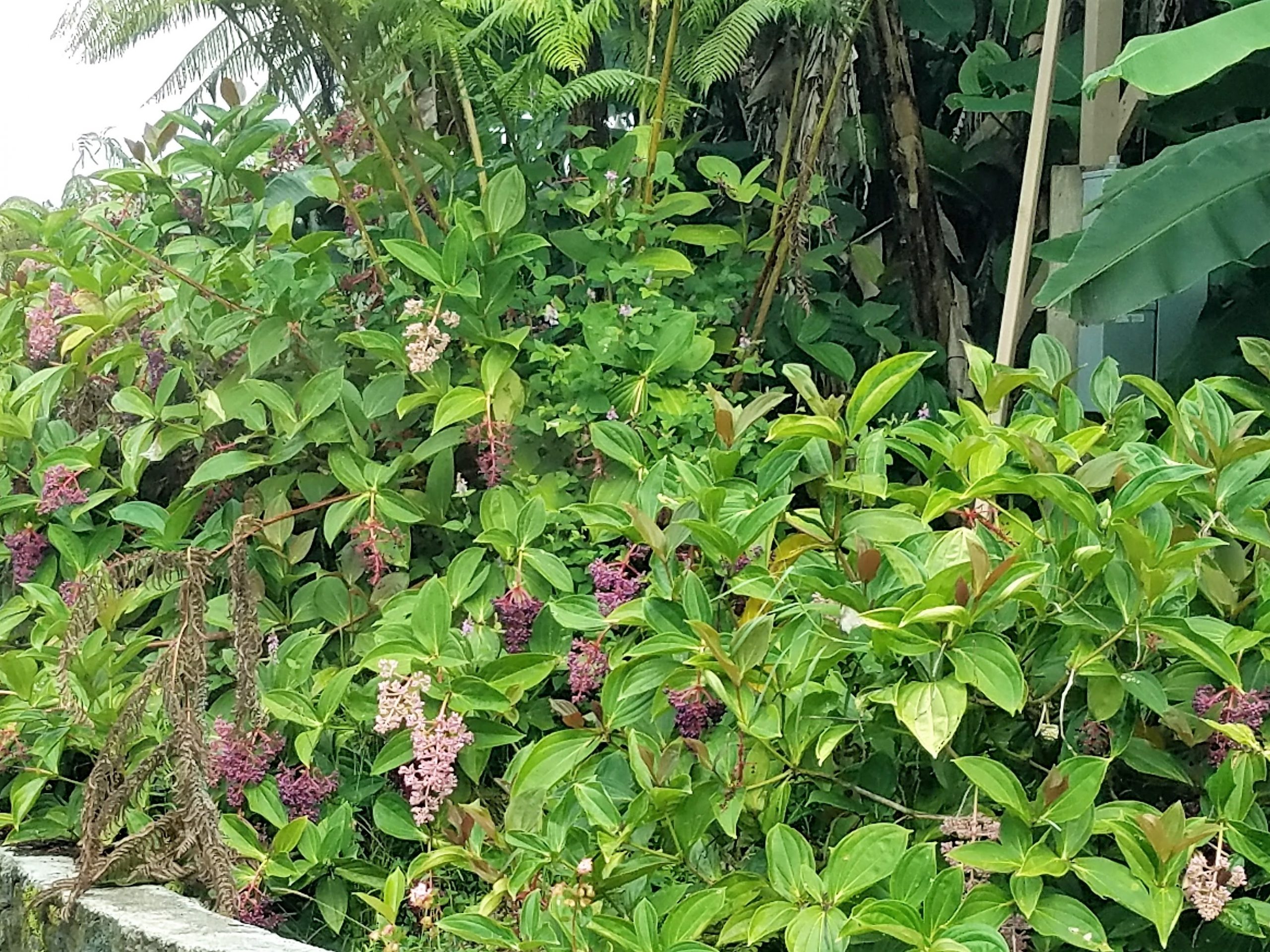 medinilla hedge