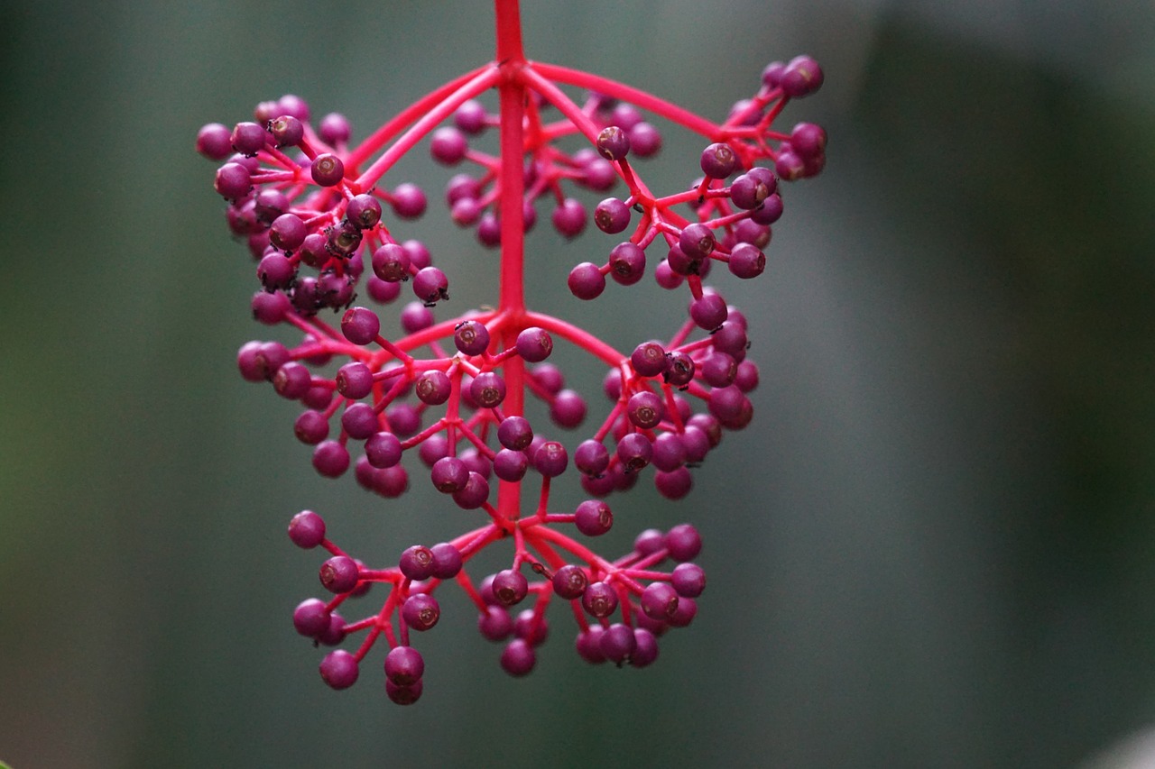 medinilla berries