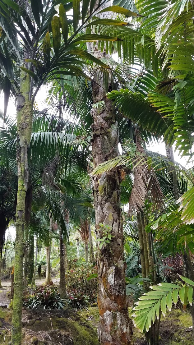 medinilla invading a rare palm