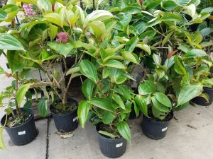 medinilla for sale