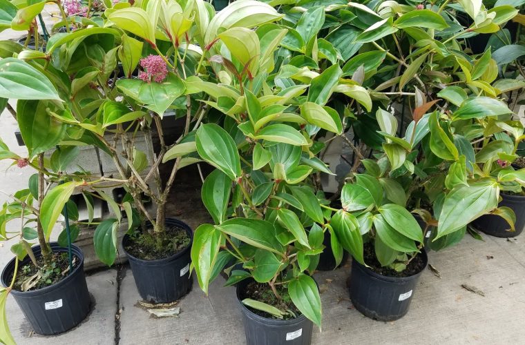 medinilla for sale