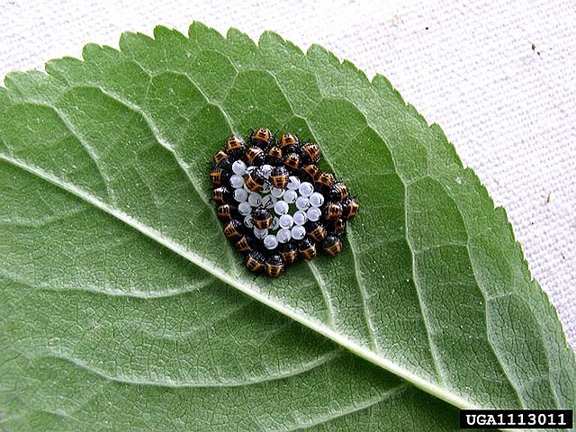 A group of newly hatched eggs and nymphs on a leaf.