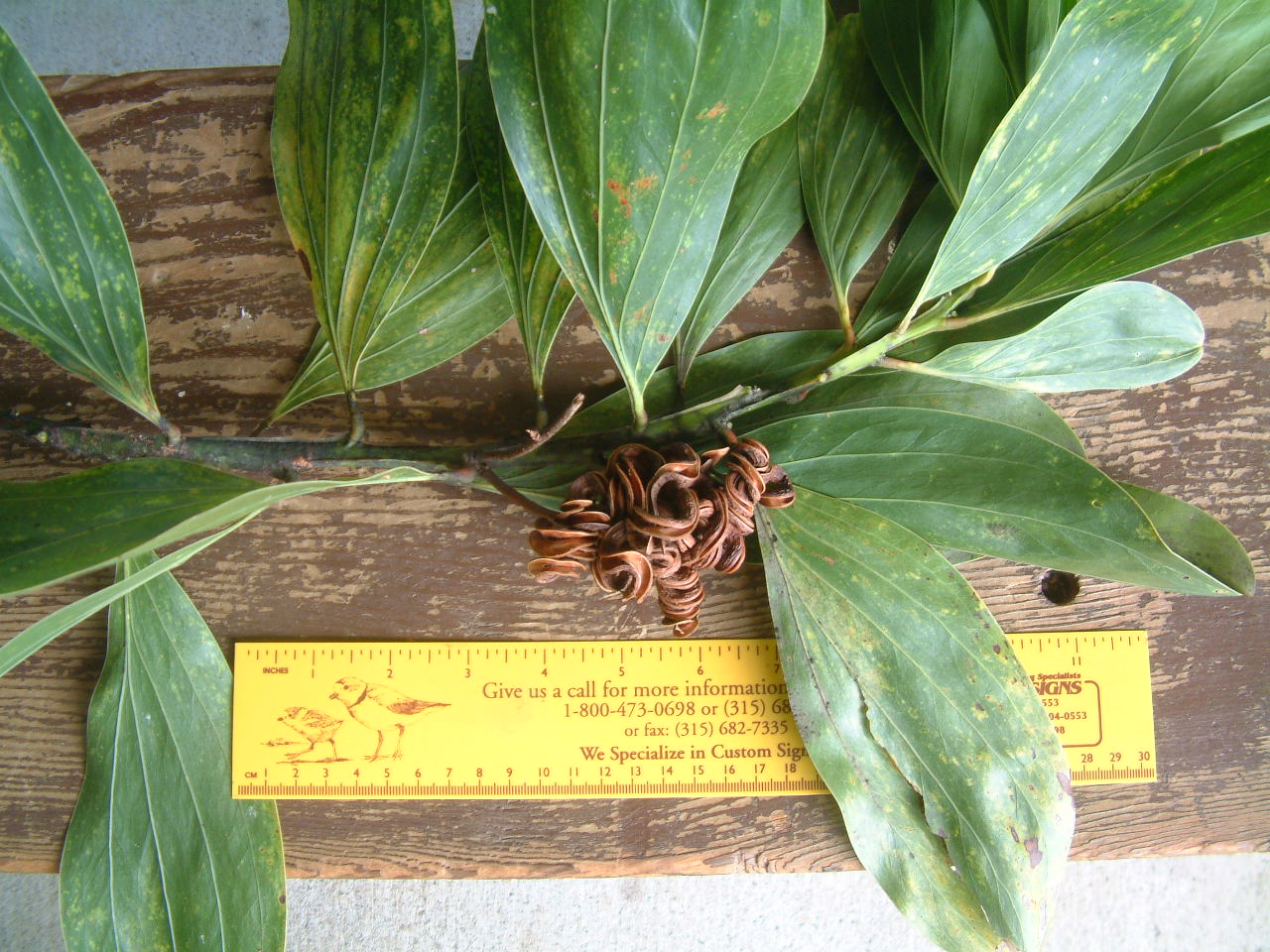 Acasia mangium