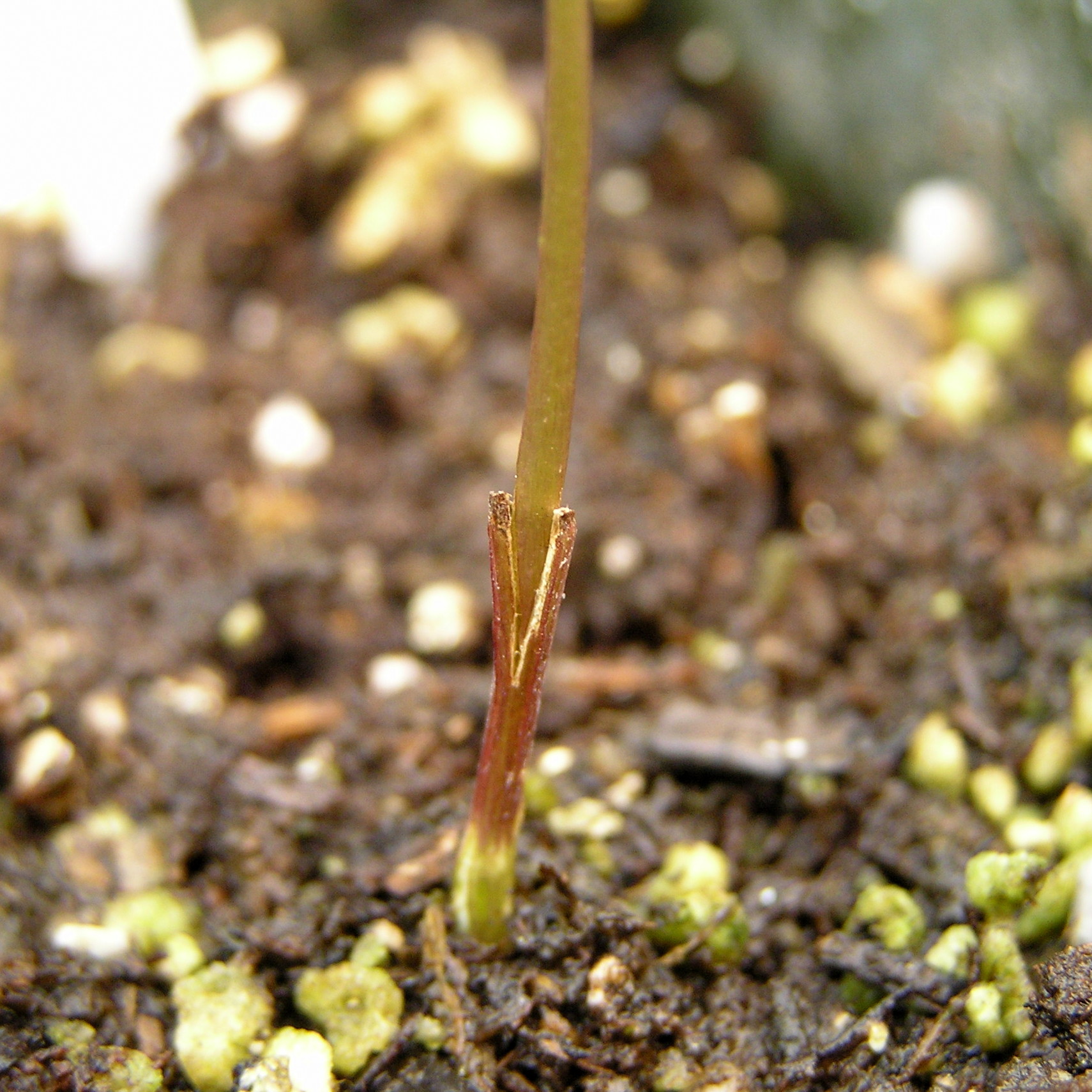 Acacia mangium