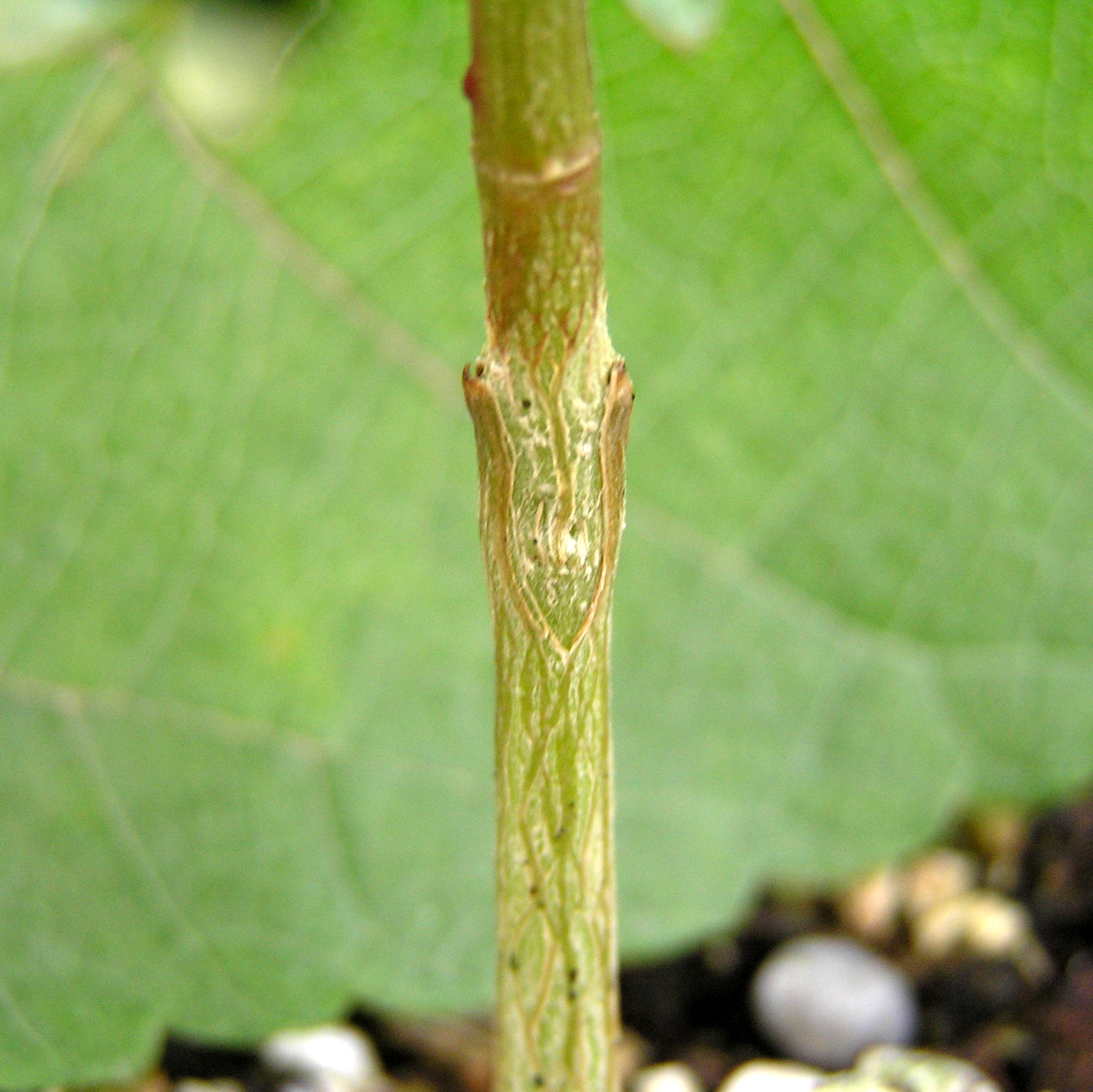 Acasia mangium