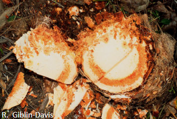 A distinct red/brown colored band inside of an infected palm trunk.