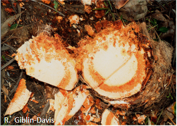 A distinct red/brown colored band inside of an infected palm trunk.