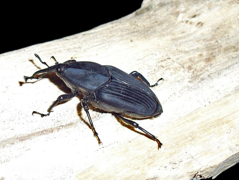 South American Palm Weevil on a piece of wood.