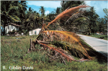 A palm tree with leaves turning yellow and wilting.