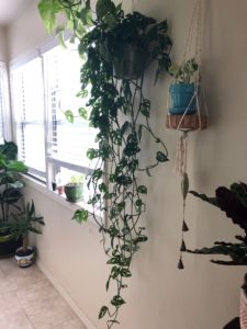 Pot plants hanging on a white wall